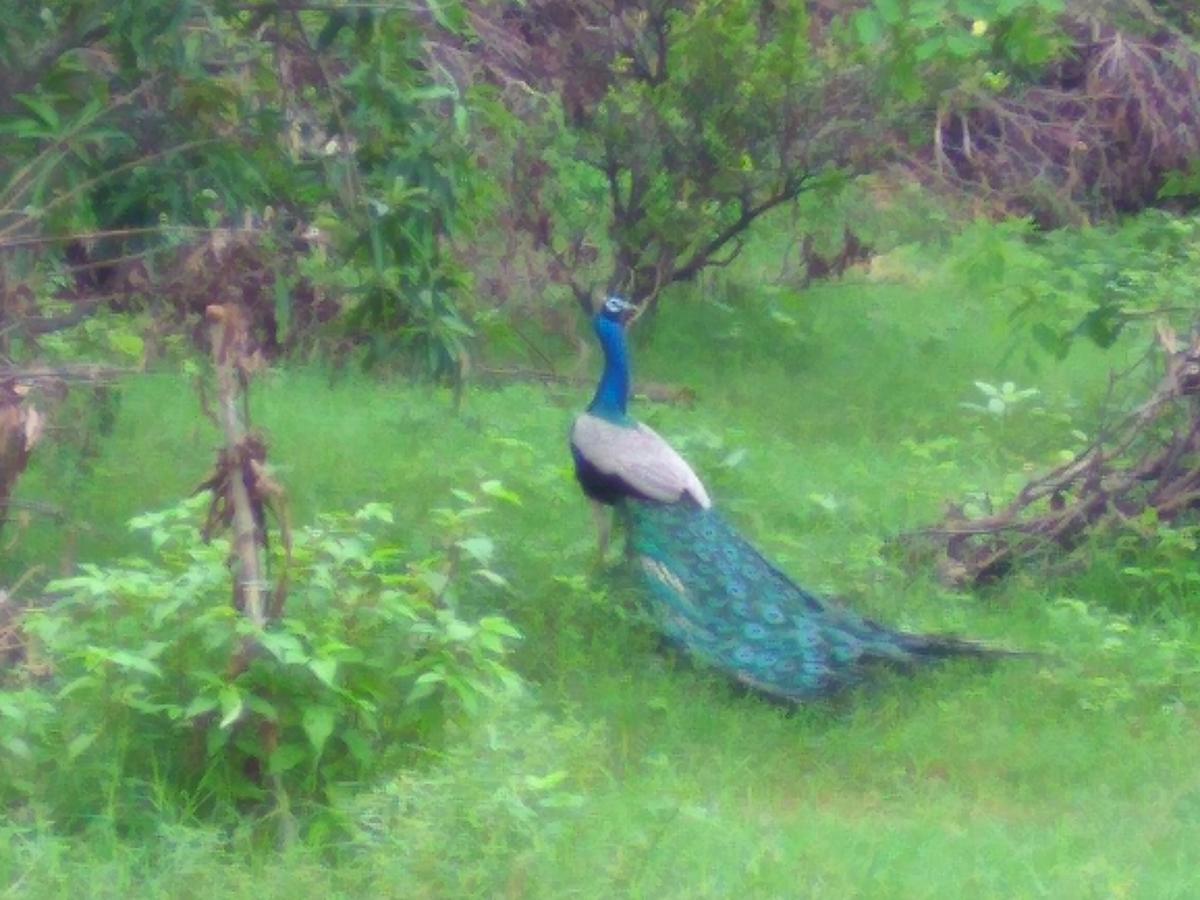 Ranakpur Nature Retreat Sādri Eksteriør billede